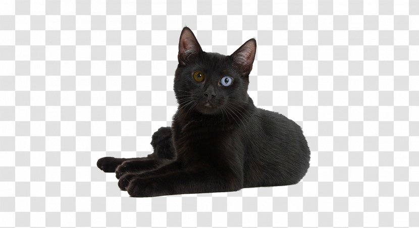 Bengal Cat Bombay Havana Brown Black Korat - Kitten Transparent PNG