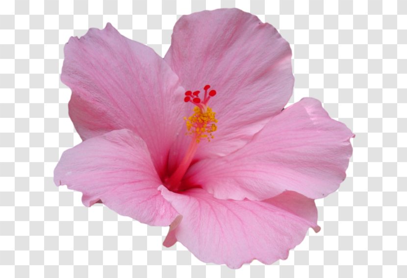 Pink Flowers Arranging Cut Petal Artificial Flower - Hibiscus Transparent PNG