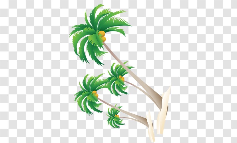 Coconut - Plant - Tree Transparent PNG