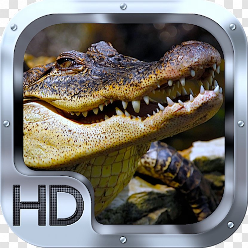 Crocodile Desktop Wallpaper High-definition Television Display Resolution Video Transparent PNG