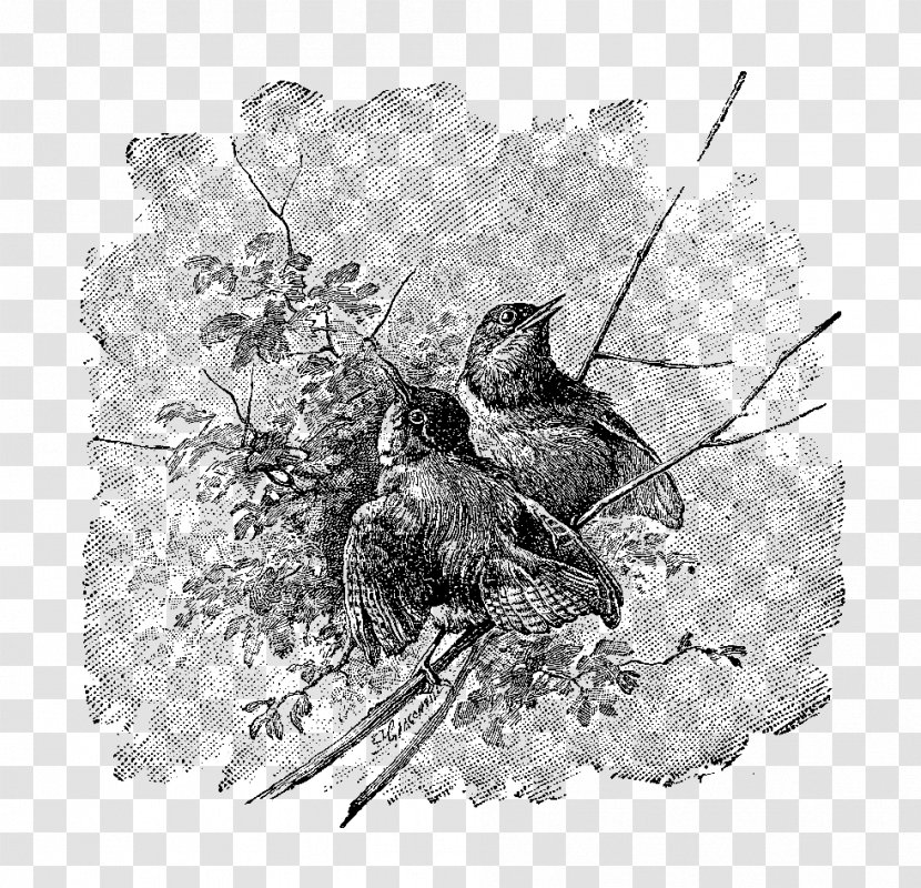 Twig Bird Nest Drawing Fauna - Branch Transparent PNG