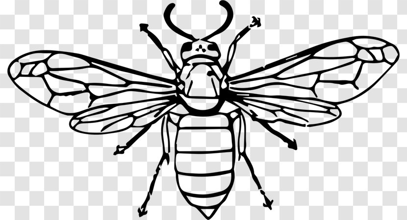 Hornet Drawing Vector Graphics Wasp Illustration - Insect - Bee Transparent PNG