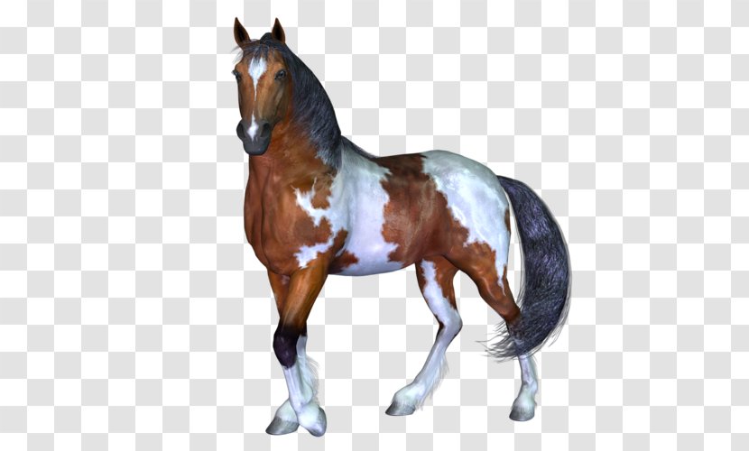Stallion Mustang Pony Wild Horse - Halter Transparent PNG