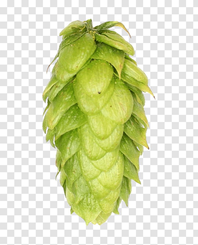 Fruit - Hops - Humulus Lupulus Transparent PNG