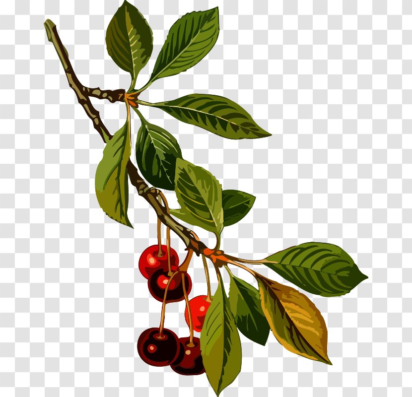 Köhler's Medicinal Plants Sour Cherry Cherries Pie Sweet - Berries - And Pork Ii Transparent PNG