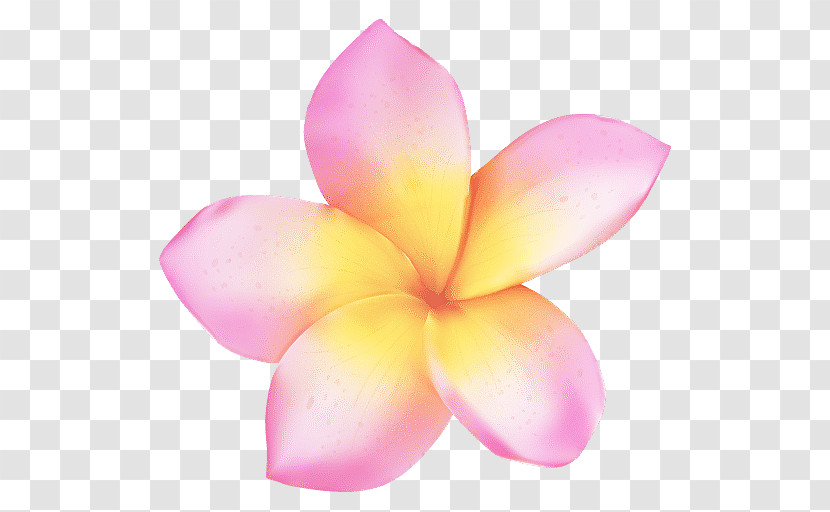 Petal Flower Frangipani Pink Plant Transparent PNG