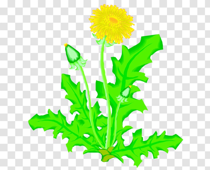 Dandelion Drawing Plant Flower Presentation - Child Transparent PNG