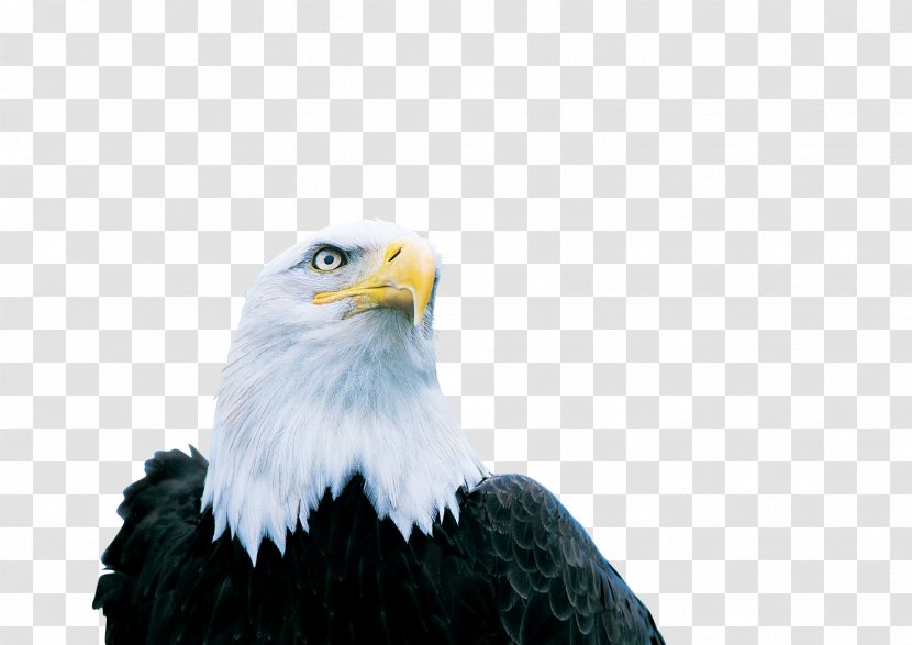 Bald Eagle Image Poster - Bird Of Prey Transparent PNG
