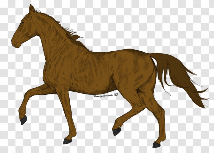 Mane Foal Stallion Mare Mustang - Horse Supplies Transparent PNG