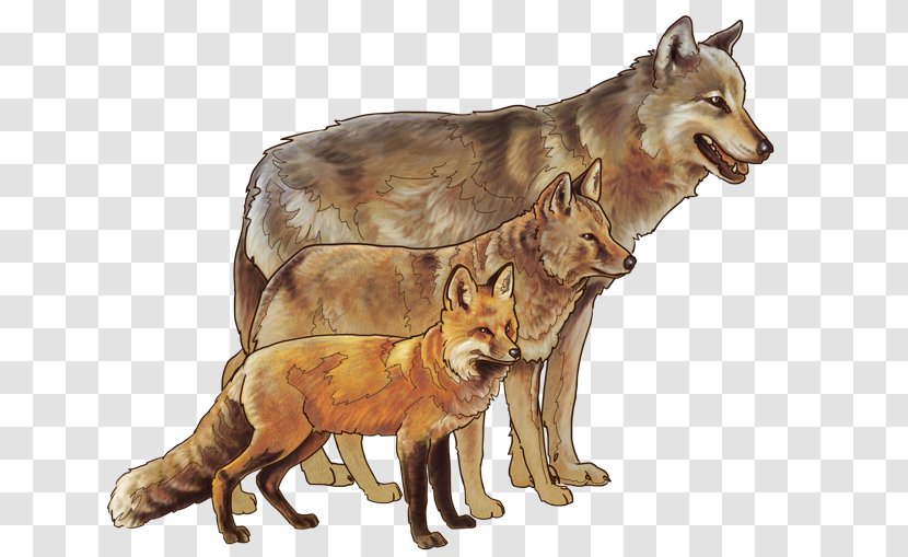 Red Fox Coyote Siberian Husky Yellowstone National Park - Animal - Watercolor Transparent PNG