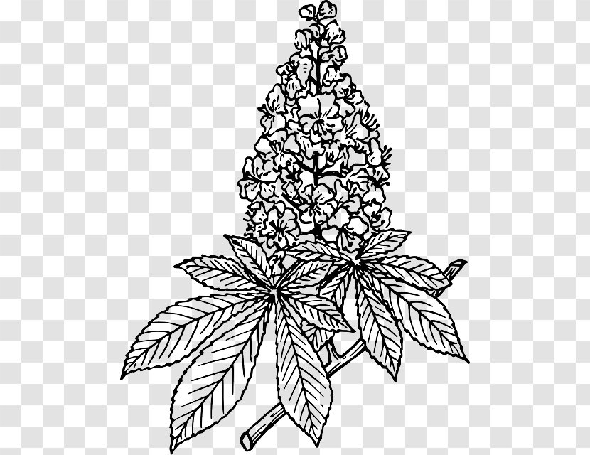 European Horse-chestnut Clip Art Image Sweet Chestnut - Pine Family - Branch Coloring Page Transparent PNG