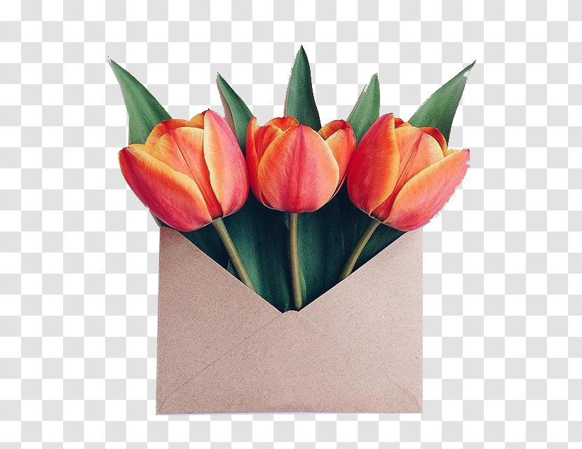 Paper Flower Bouquet Envelope Floral Design - Flowering Plant - Tulip Transparent PNG