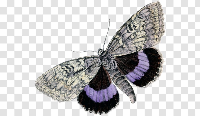 Butterfly Insect Moth Clip Art Transparent PNG