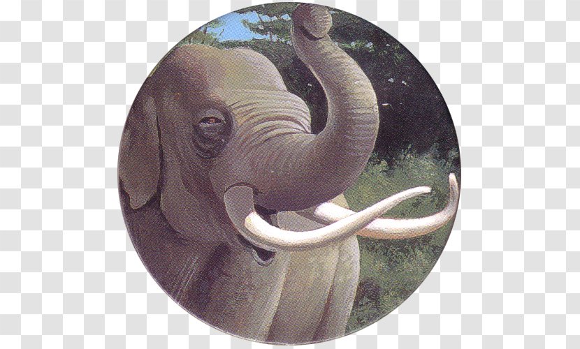 Indian Elephant African Tusk Wildlife - Asian Transparent PNG