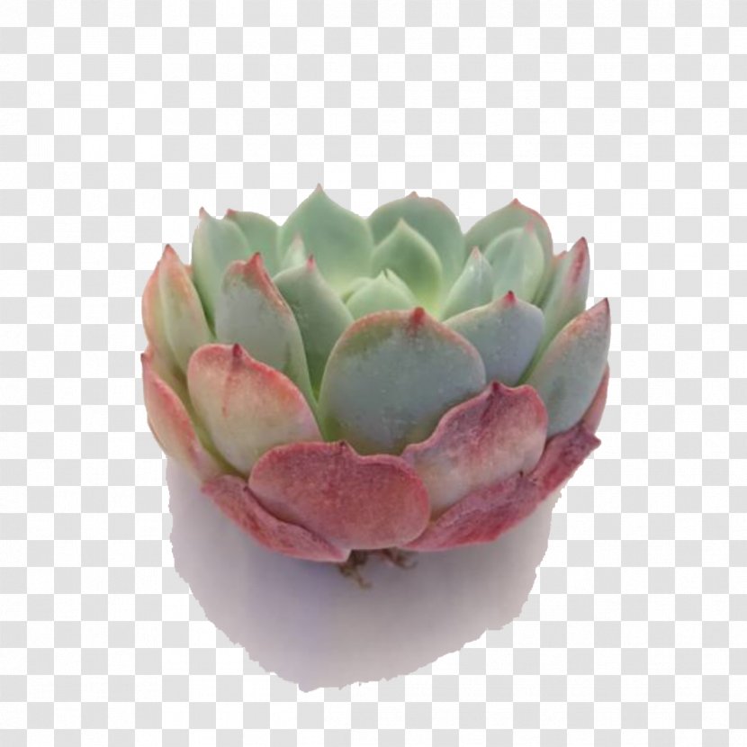 Ghost-plant Succulent Plant Molded Wax Agave Cactus Plants - Root Transparent PNG
