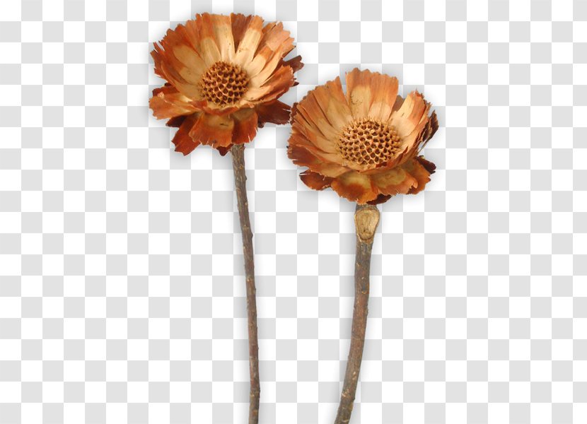 Sugarbushes Transvaal Daisy Protea Repens Compacta Cut Flowers - Artificial Flower Transparent PNG
