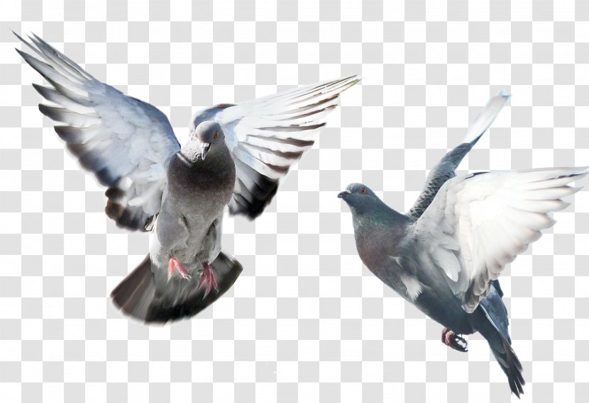 Domestic Pigeon Columbidae Bird Fancy - Feather Transparent PNG