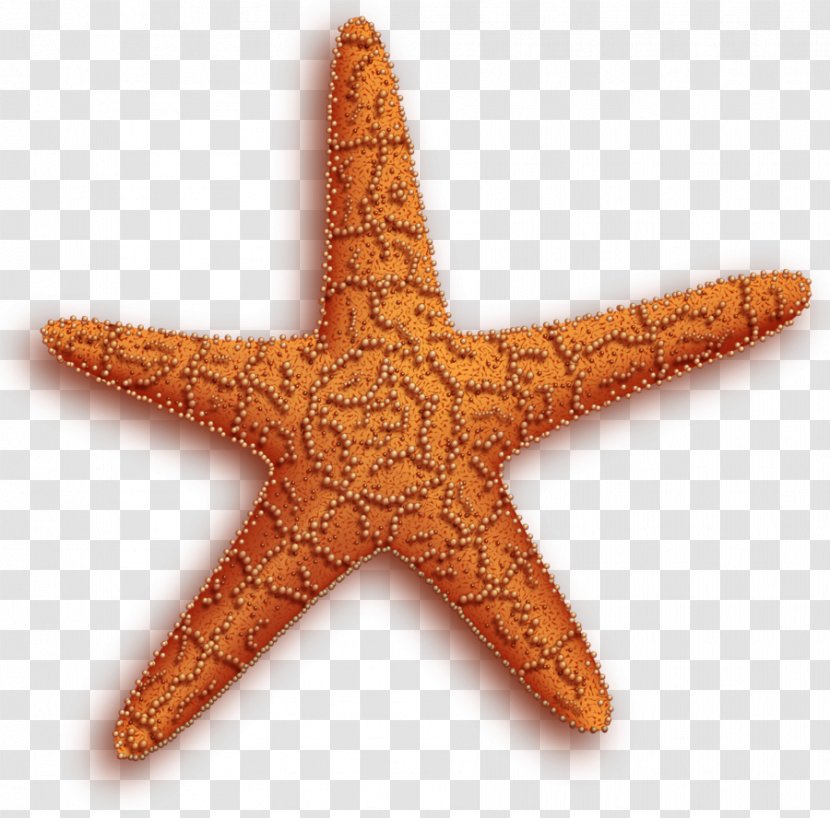 Starfish Computer File - Orange Transparent PNG