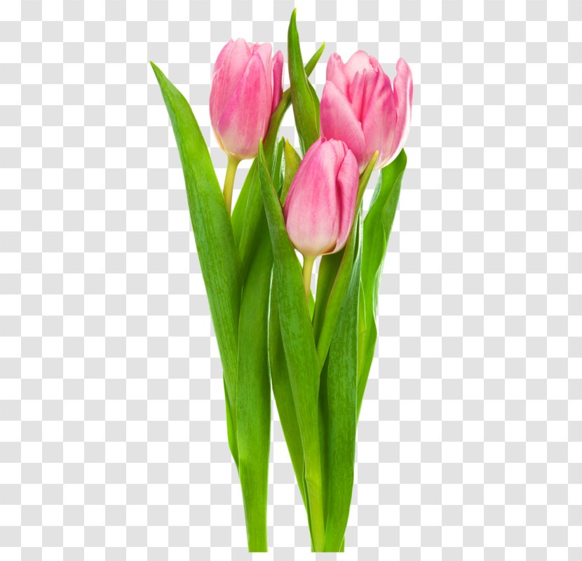 Indira Gandhi Memorial Tulip Garden Flower Clip Art - Pink Transparent PNG