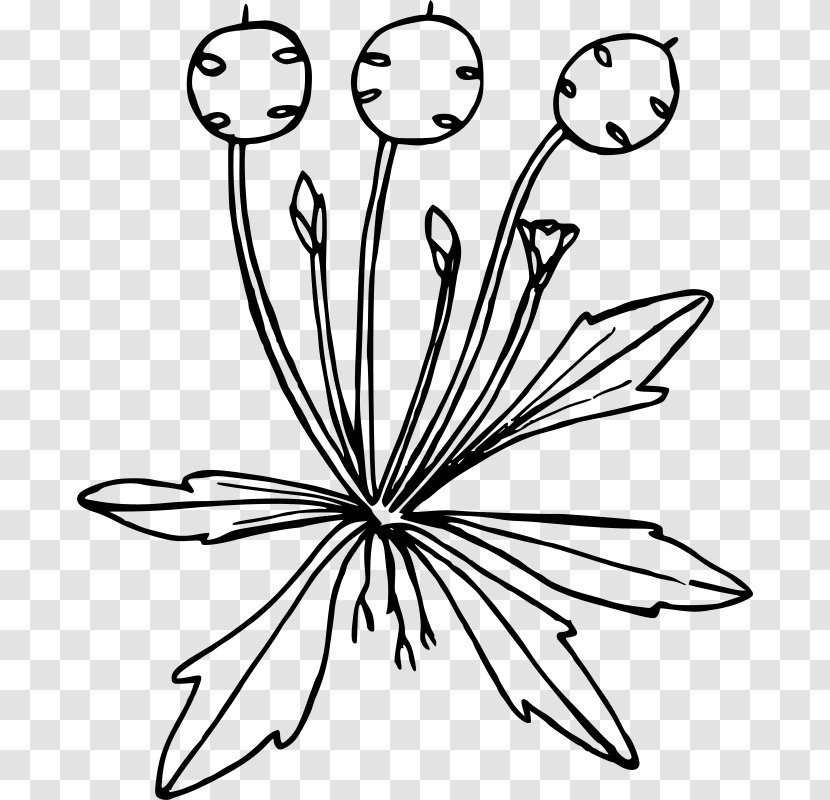 Line Art Drawing - Flora - Wild Flowers Transparent PNG
