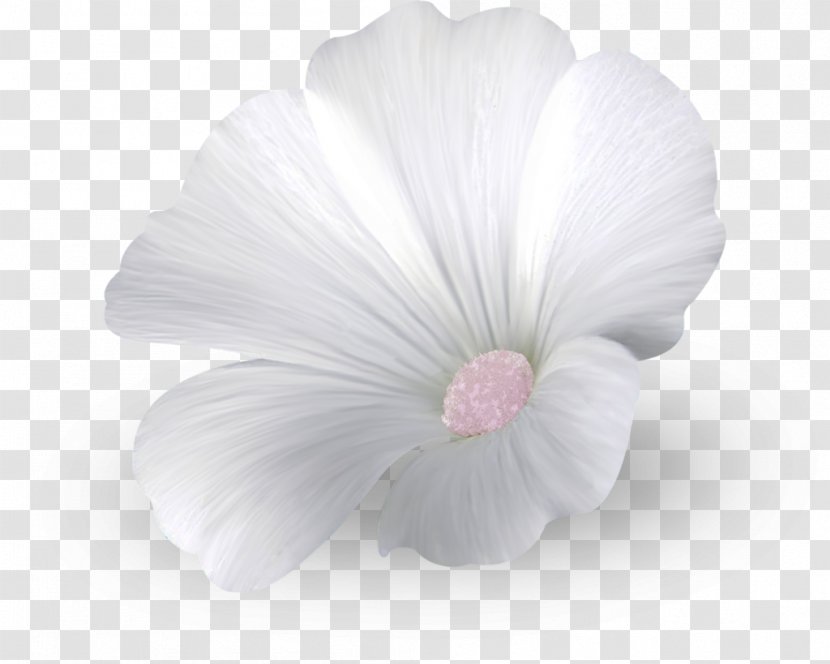 Rosemallows Close-up Herbaceous Plant - Mallow Family - Fleur StylisÃ©e Transparent PNG