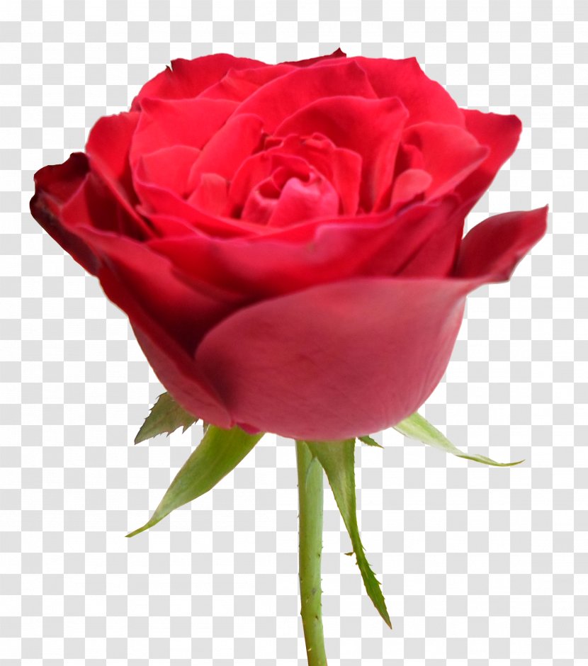 Garden Roses Cabbage Rose Floribunda Red Clip Art - Rosas Vermelhas Transparent PNG