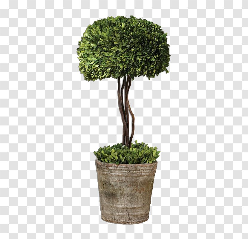 Box Tree Topiary Hedge Evergreen - Woodland - Plant Transparent PNG