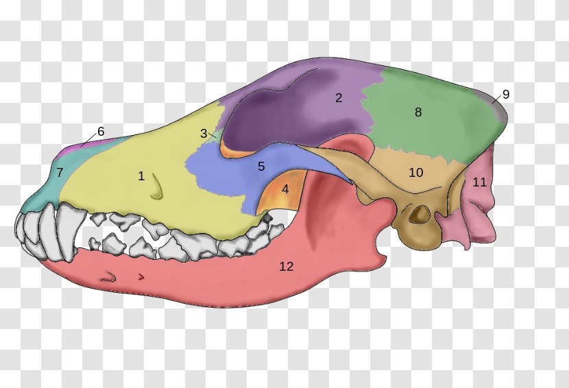 Dog Anatomy Skull Skeleton - Human Transparent PNG