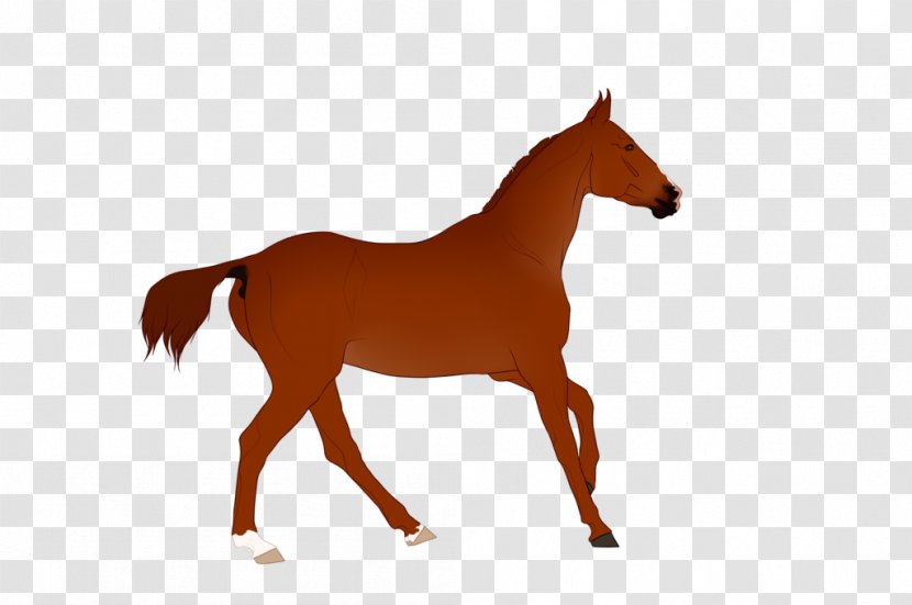 Mustang Foal Colt Stallion Pony - Horse Tack Transparent PNG
