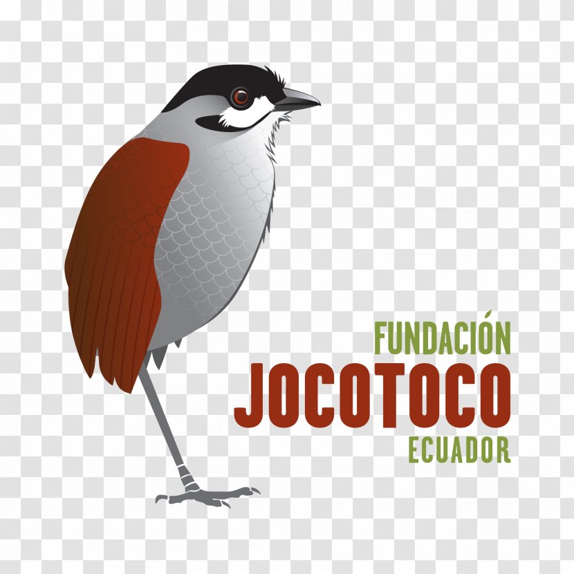 Fundación De Conservación Jocotoco Loja Antpitta Conservation Quito - Advertising - Fj 2018 Transparent PNG