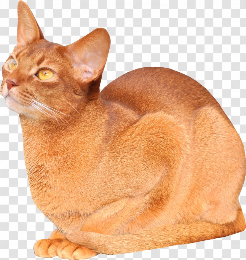 Abyssinian Burmese Cat Kitten Freebies For Lovers Mouse - Cats Transparent PNG