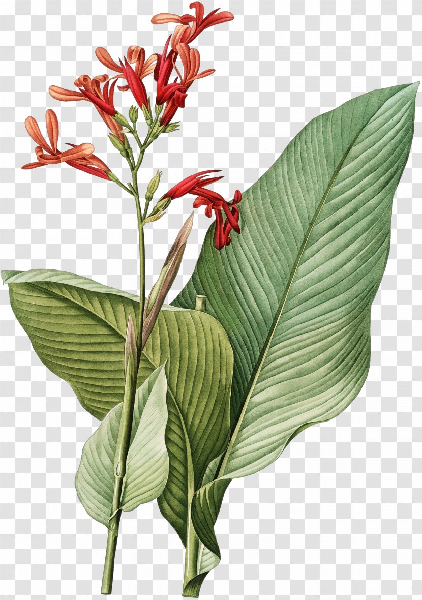 Botany Botanical Illustration Art Printmaking - Flower - Painting Transparent PNG