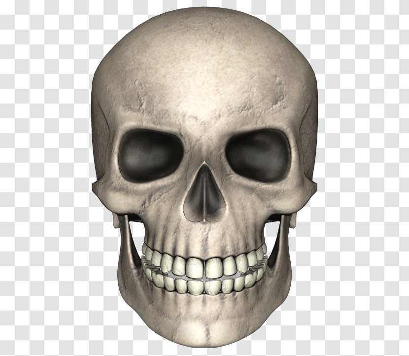 Skull Bone Skeleton Clip Art - Human - Animal Transparent PNG
