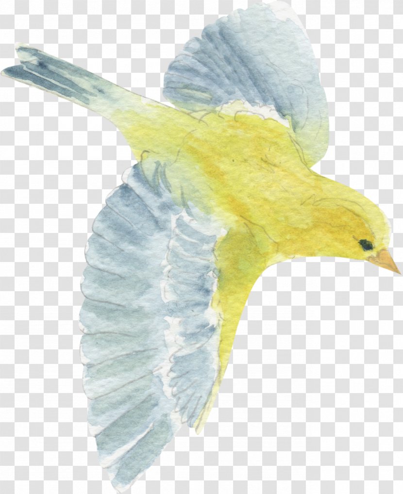 Bird Yellow Beak Clip Art - Feather Transparent PNG