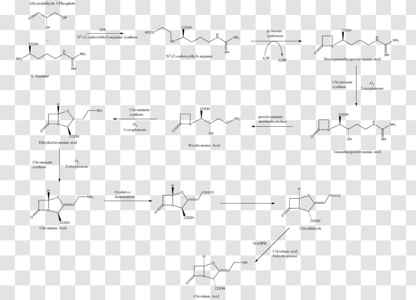 Amoxicillin / Clavulanic Acid Biosynthesis Antibiotics Chemical Synthesis - Black And White - Penicillin Transparent PNG