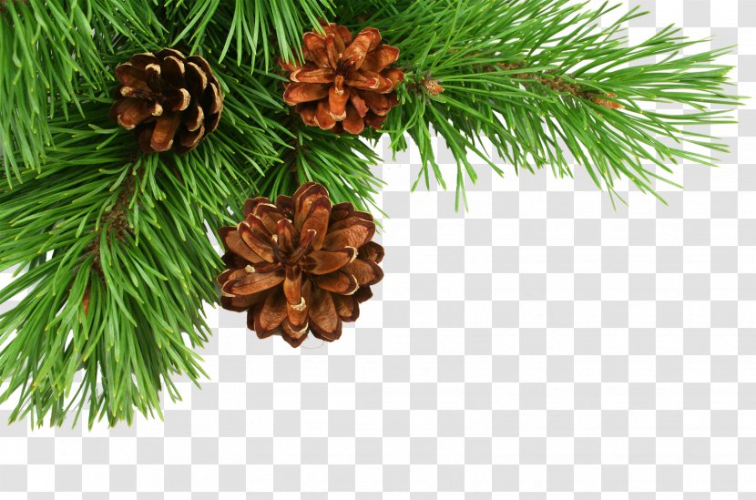 Christmas Tree Pine Conifer Cone - Decoration - Fir-tree Transparent PNG