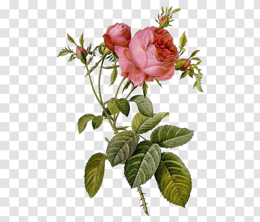 Les Roses Pierre-Joseph Redouté (1759-1840) Illustration Moss Rose - Rosa Gallica - Painting Transparent PNG