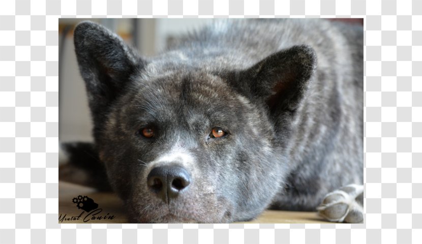Saarloos Wolfdog Akita Kai Ken Norwegian Elkhound Shikoku - Inu Transparent PNG