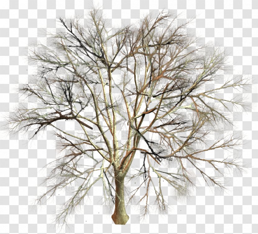Tree Branch Twig Clip Art - Fir-tree Transparent PNG