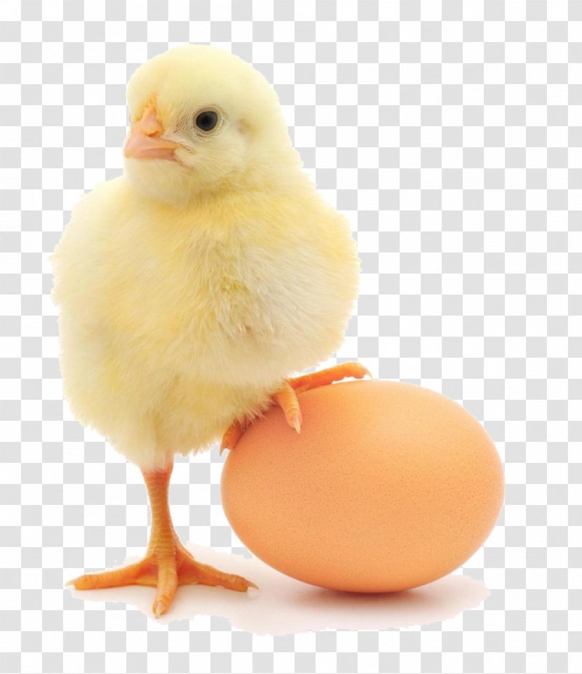 Fried Chicken Deviled Egg Or The Transparent PNG