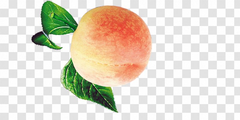 Peach Google Images Euclidean Vector Vecteur Transparent PNG