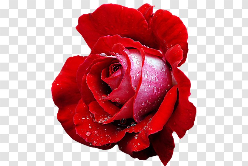Hybrid Tea Rose Cut Flowers Rosa De Te Transparent PNG