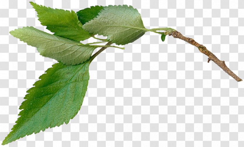 Twig Plant Stem Leaf Herb - Tree Transparent PNG