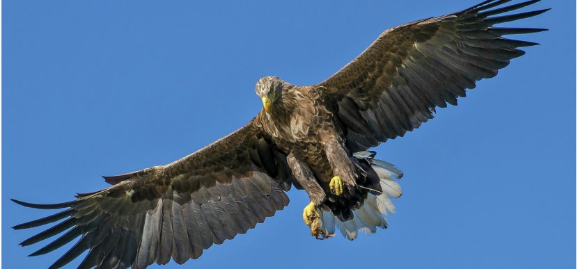 Bird White-tailed Eagle Bald Golden Transparent PNG