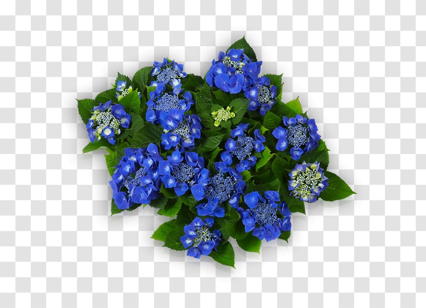 Cut Flowers Blue French Hydrangea Floral Design - Violet - Flower Transparent PNG
