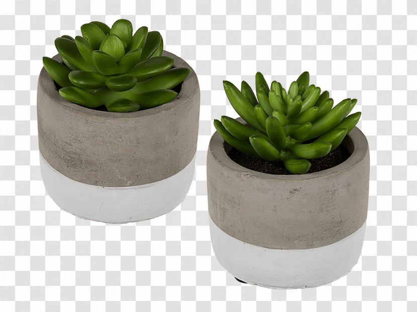 Flowerpot Succulent Plant Houseplant Ceramic Echeveria - Short Code - Suculent Transparent PNG