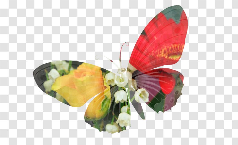 Moth Cut Flowers Petal - Moths And Butterflies - DBD Transparent PNG