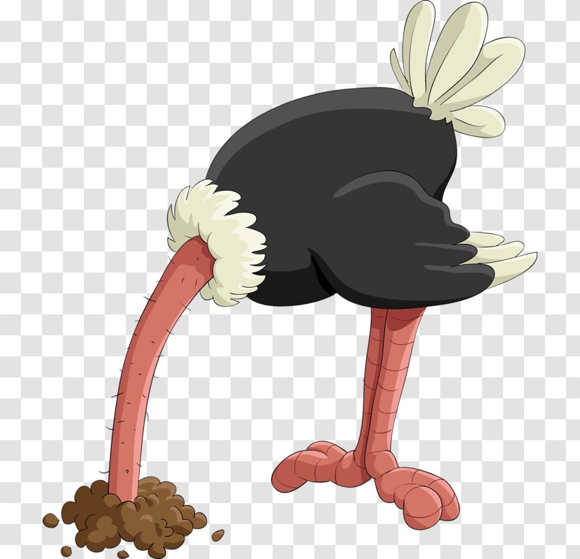 Common Ostrich Stock Photography Illustration - An Transparent PNG