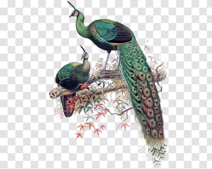 Green Peafowl Bird Asiatic Phasianidae - Animal - Peacock Transparent PNG
