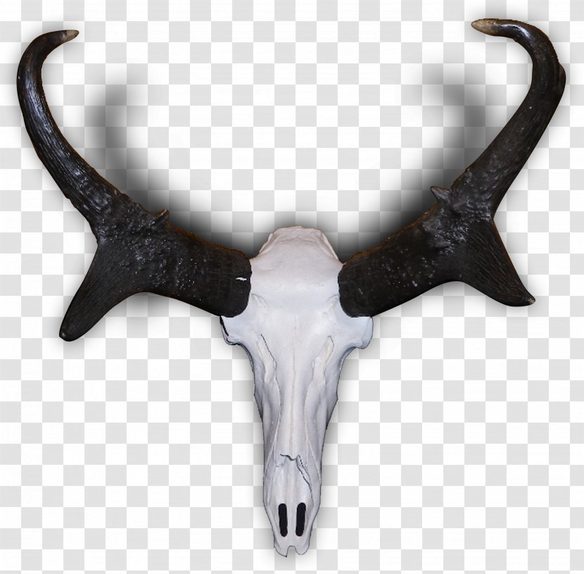 Pronghorn Antelope Elk Antler - Bone - Horns Transparent PNG